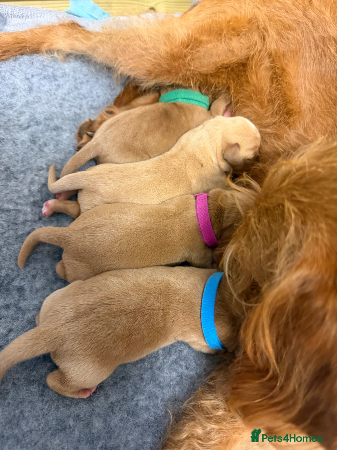 Labradoodle dogs for sale: 2 gorge fox red labradoodle x Labrador pups   - Advert 2