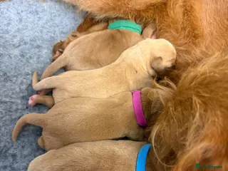 Labradoodle dogs 2 gorge fox red labradoodle x Labrador pups - Advert 1