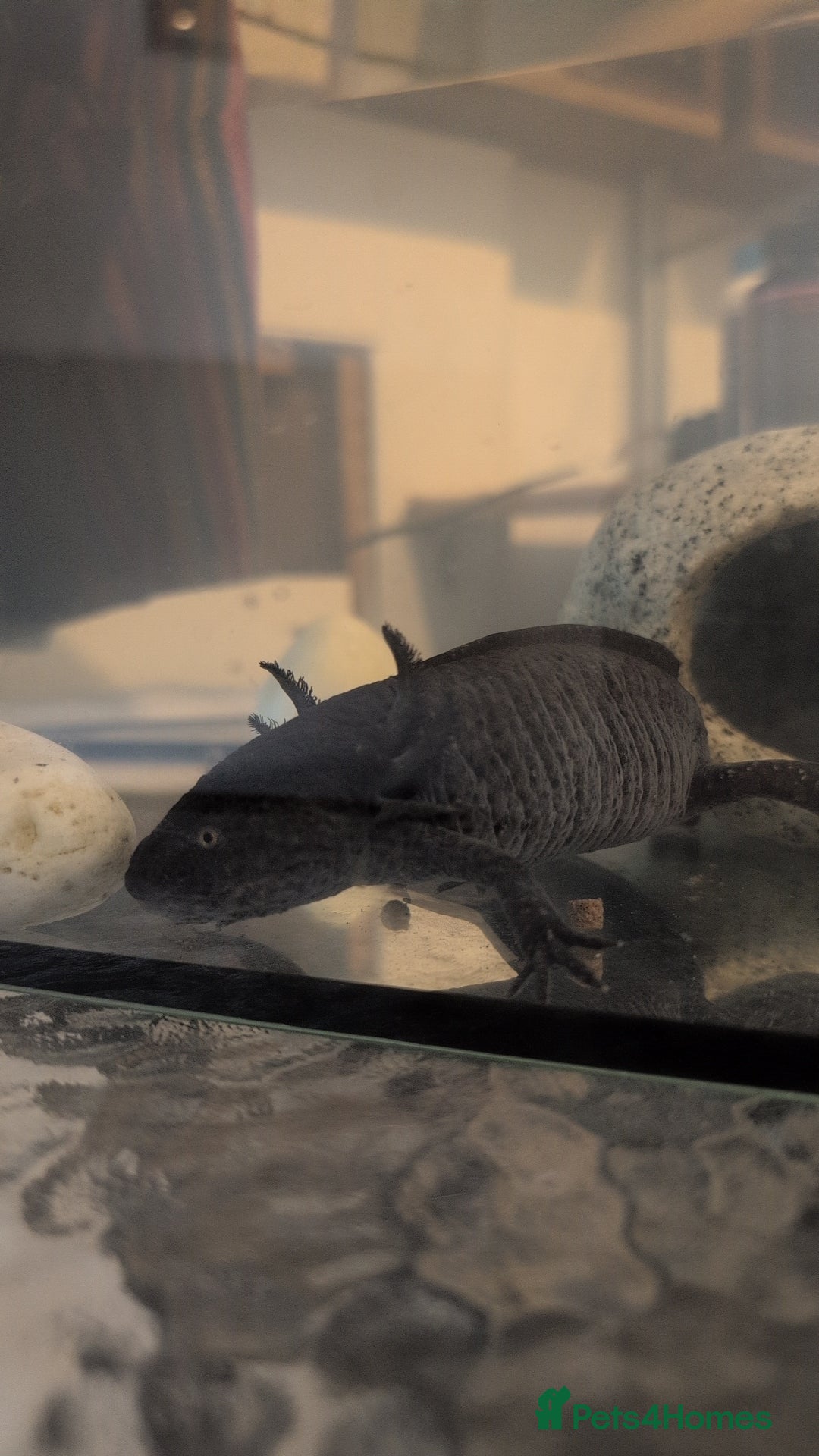 Axolotl reptiles for sale: Beautiful male axolotl  - Image 3