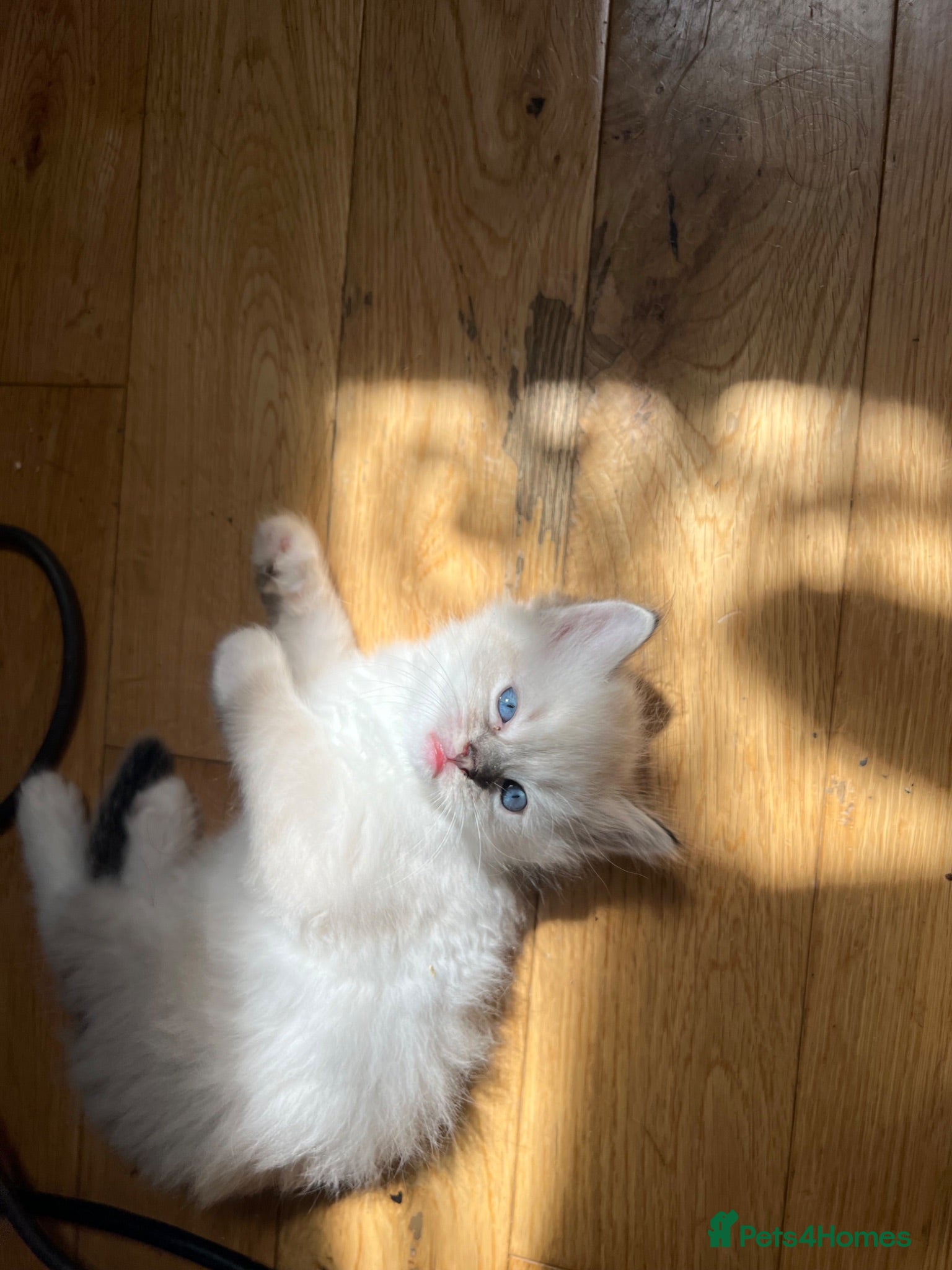 Ragdoll cats Stunning pure ragdoll kittens - Advert 1