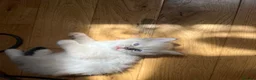 Ragdoll cats for sale: Stunning ragdoll kittens - Advert 1