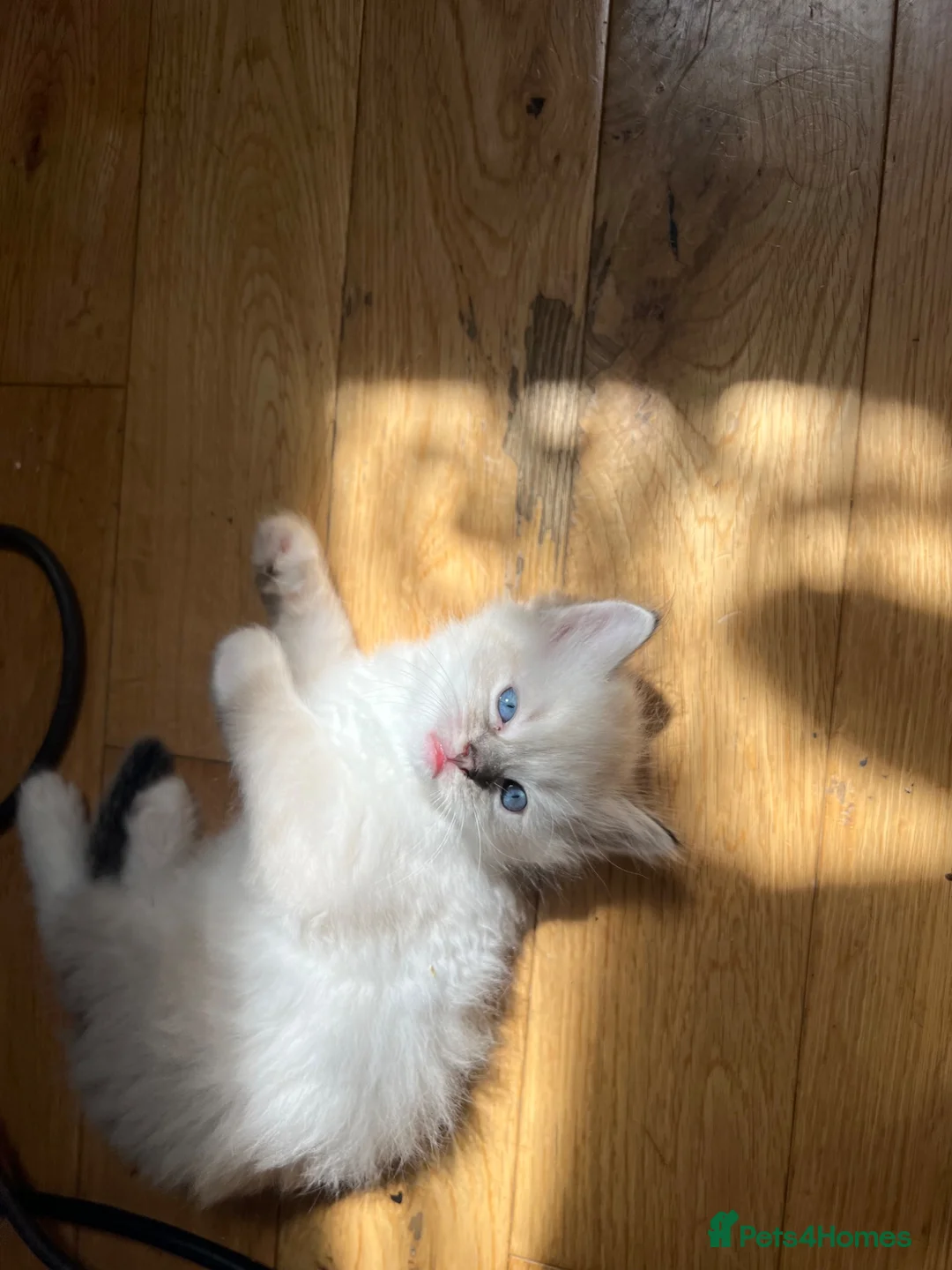 Ragdoll cats for sale: Stunning ragdoll kittens - Advert 1