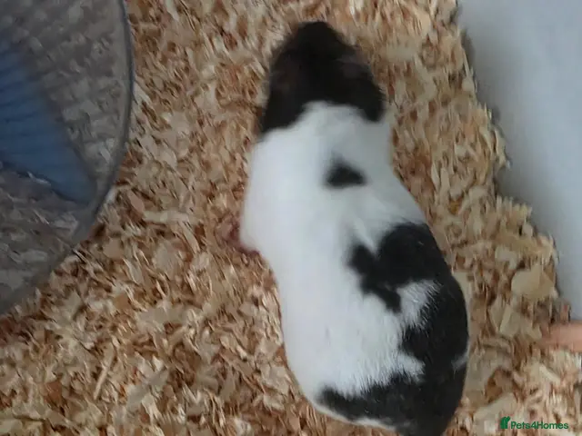 Hamster rodents for sale: Syrian hamsters - Advert 1