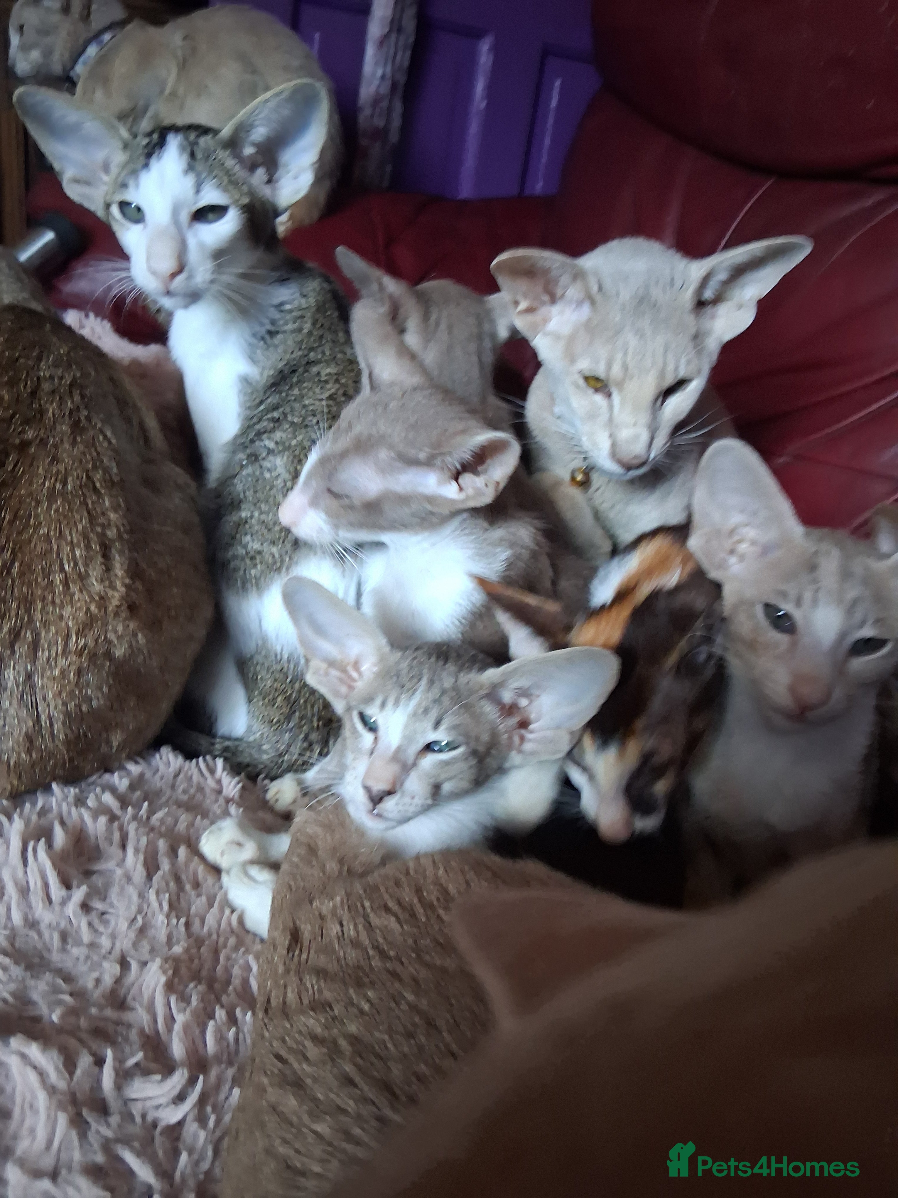 Oriental cats Stunning modern style oriental girls ready 9.3.26 - Advert 2