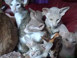 Oriental cats Stunning modern style oriental girls ready 9.3.26 - Advert 2