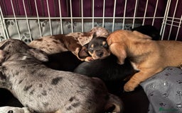Miniature Dachshund dogs for sale: ADORABLE MINIATURE DACHSHUND PUPPIES - Image 7