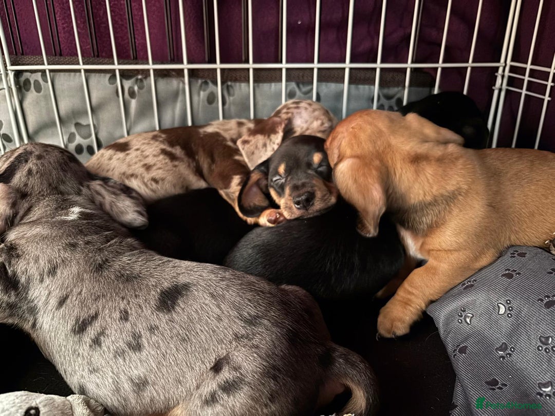 Miniature Dachshund dogs for sale: ADORABLE MINIATURE DACHSHUND PUPPIES - Image 7