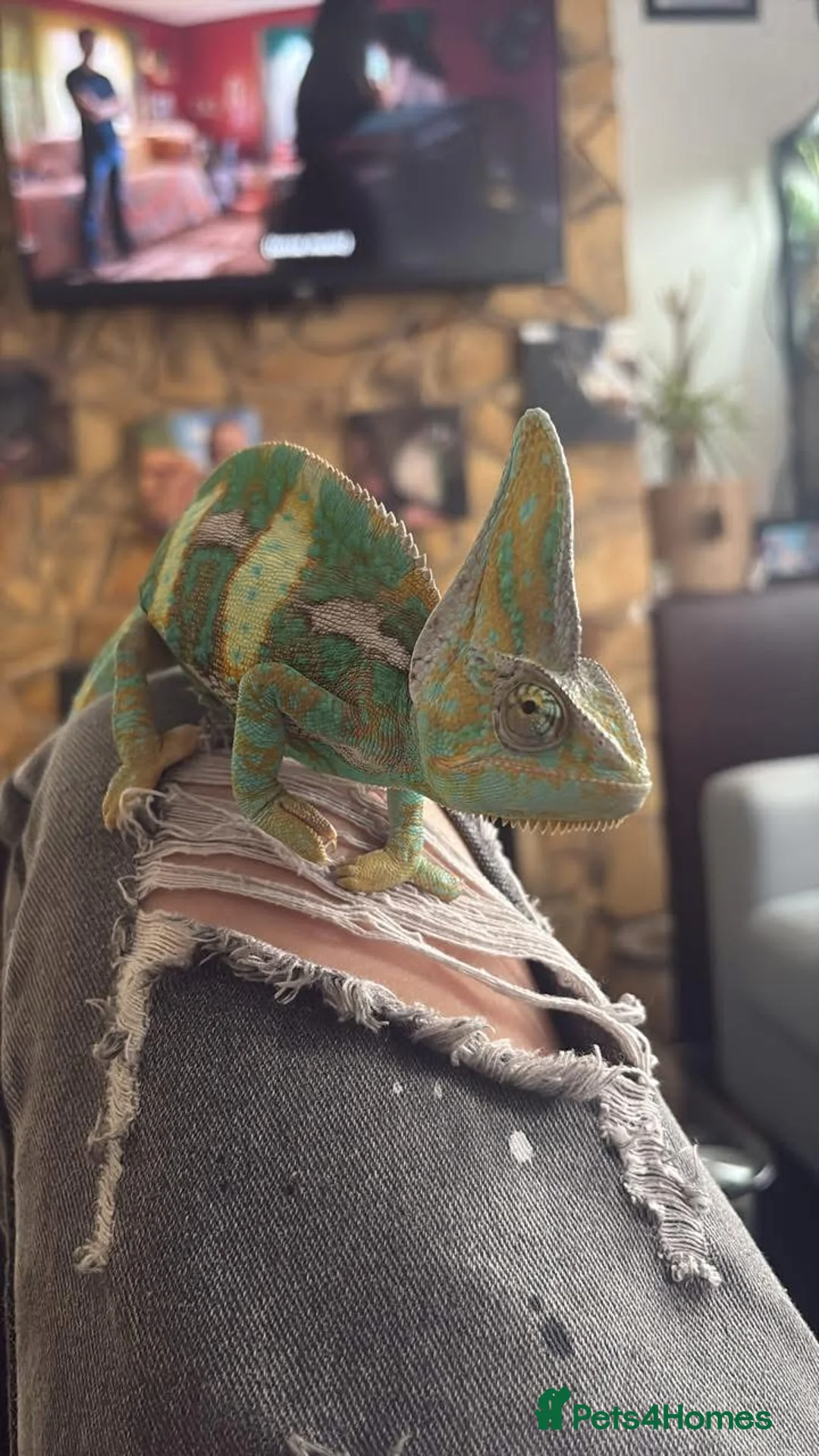 Chameleon reptiles for sale: Veiled chameleon male in Swanscombe - Advert 6