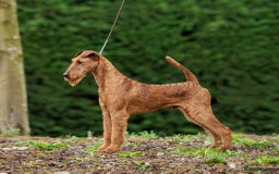 Irish Terrier dogs for sale: Beautiful Champion Lines KC Irish Terrier Puppies - Image 13