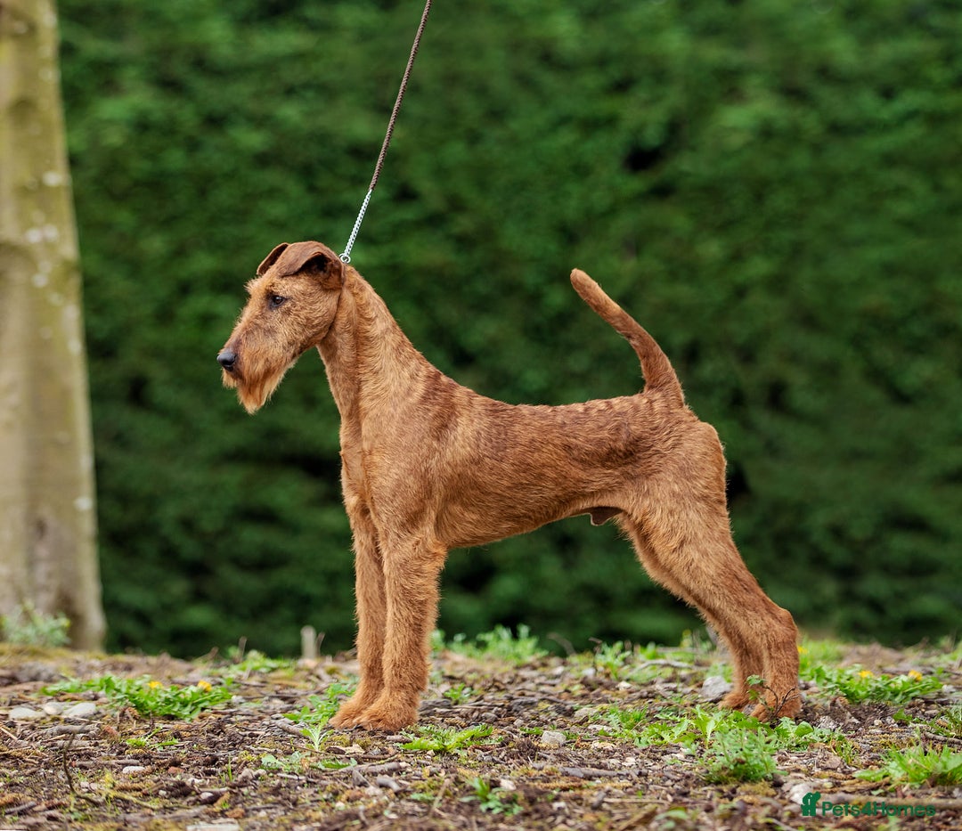 Irish Terrier dogs for sale: Beautiful Champion Lines KC Irish Terrier Puppies - Image 13