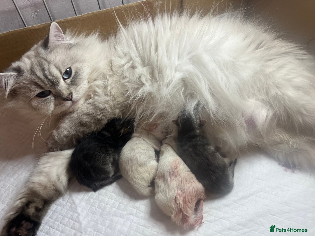 British Longhair cats for sale: British Longhair/Shorthair kittens TICA - Advert 13