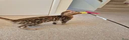 Bengal cats for sale: Stunning Pedigree Bengal Kittens - Advert 2