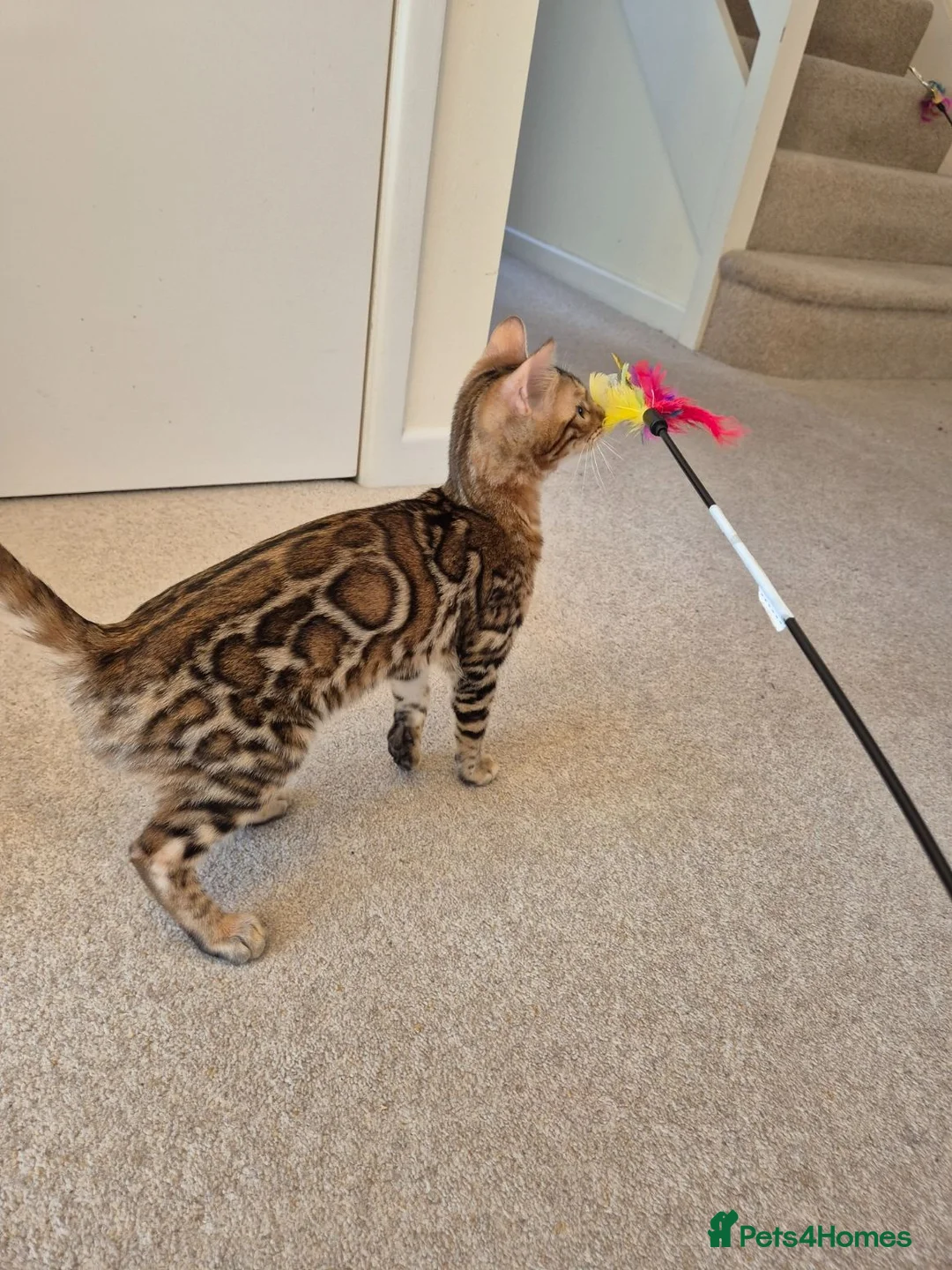 Bengal cats for sale: Stunning Pedigree Bengal Kittens - Advert 2