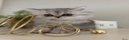 Persian cats for sale: Persian kittens  - Advert 5