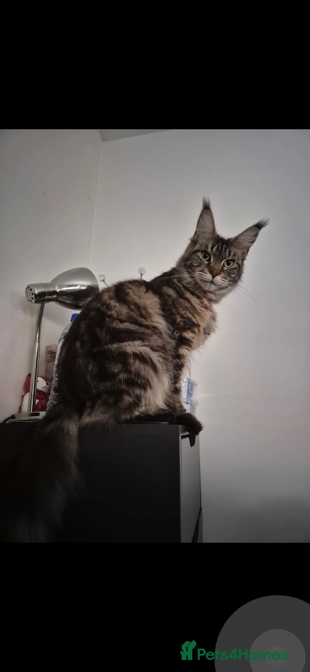 Maine Coon cats for sale: 3 Energetic and Loving Mainecoones - Advert 2