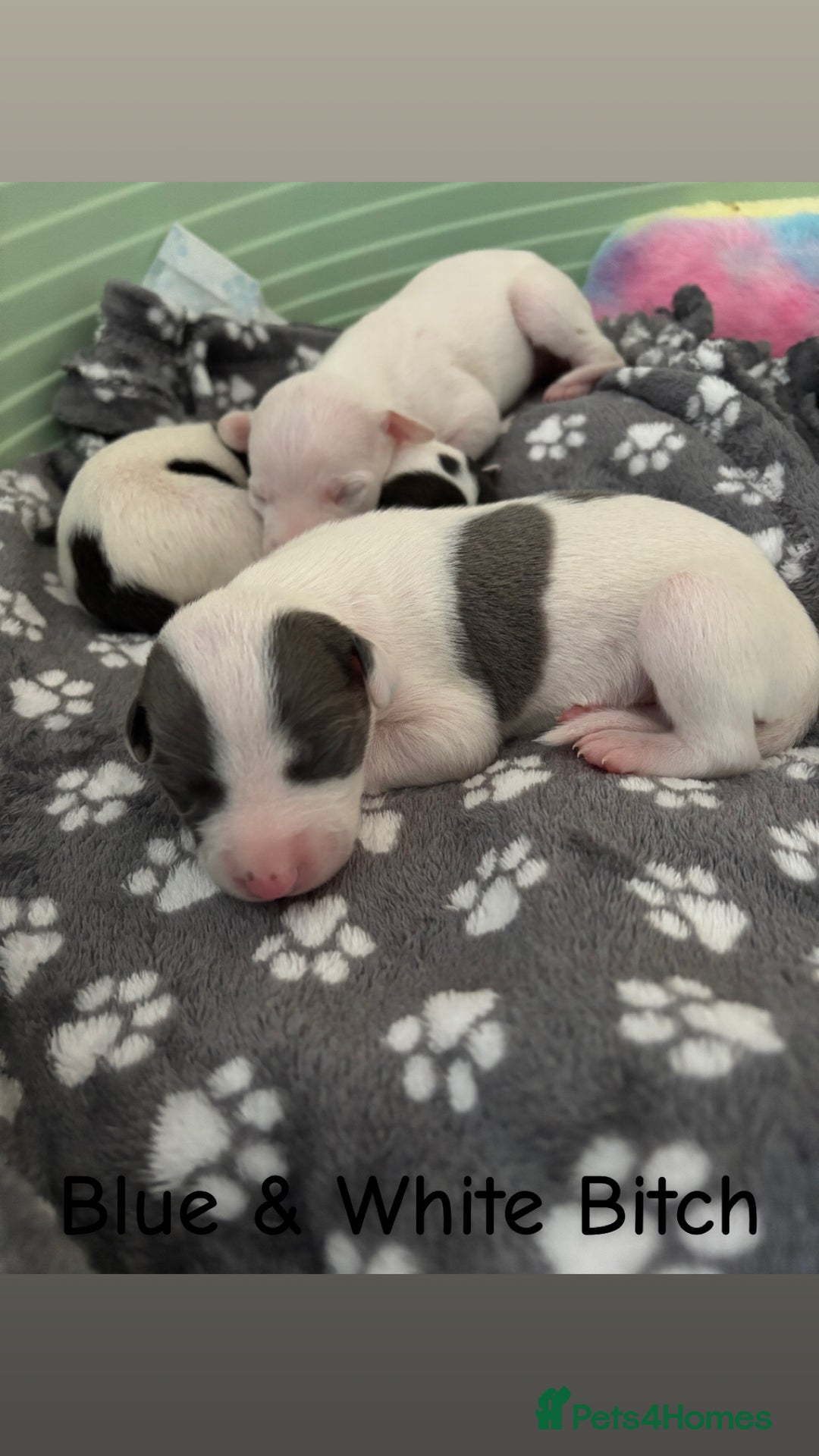 Whippet dogs for sale: KC Whippet Pups for sale  - Advert 11