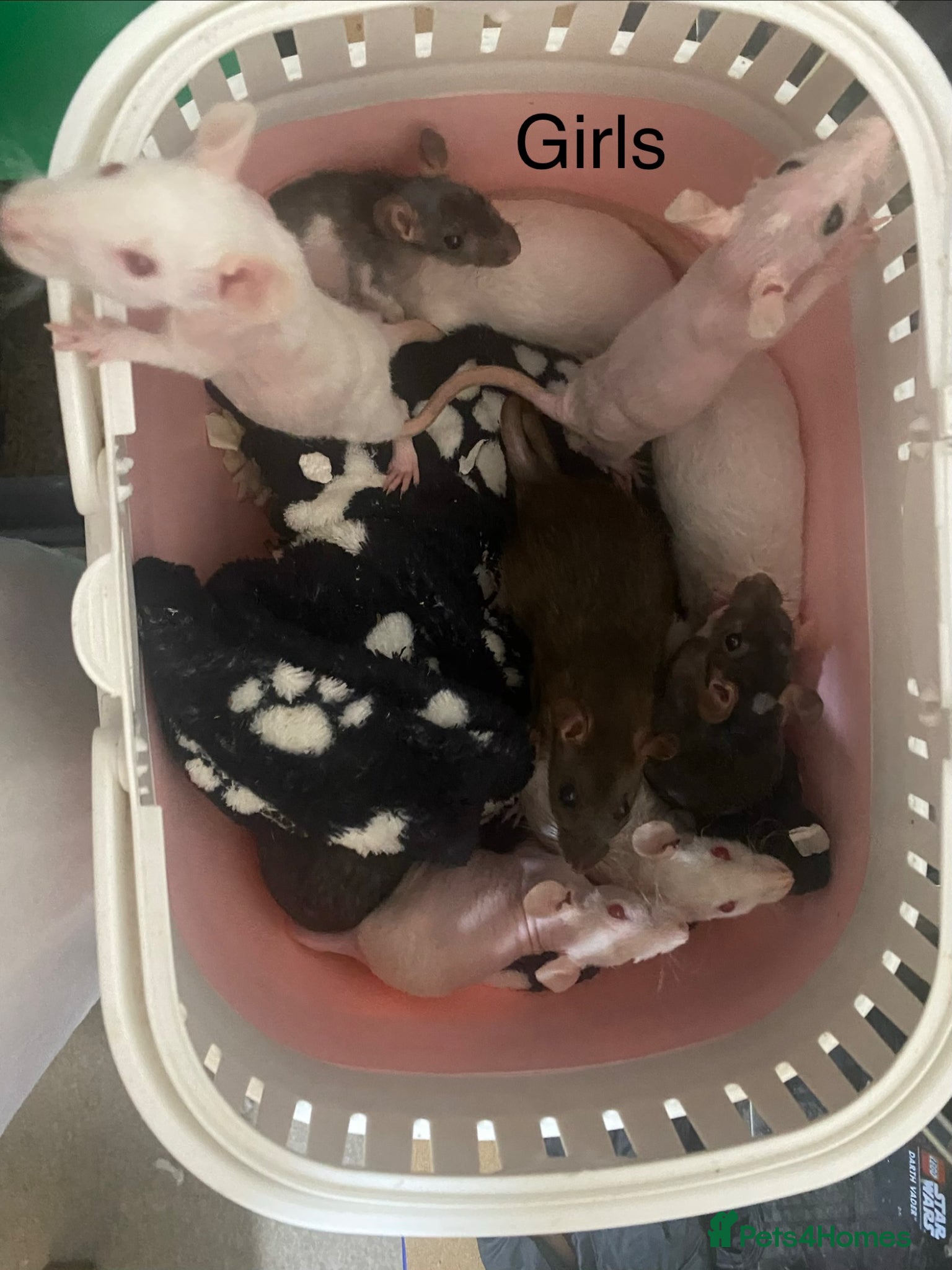 Rat rodents Rats Male (6) & Female (8) READY NOW - Advert 2