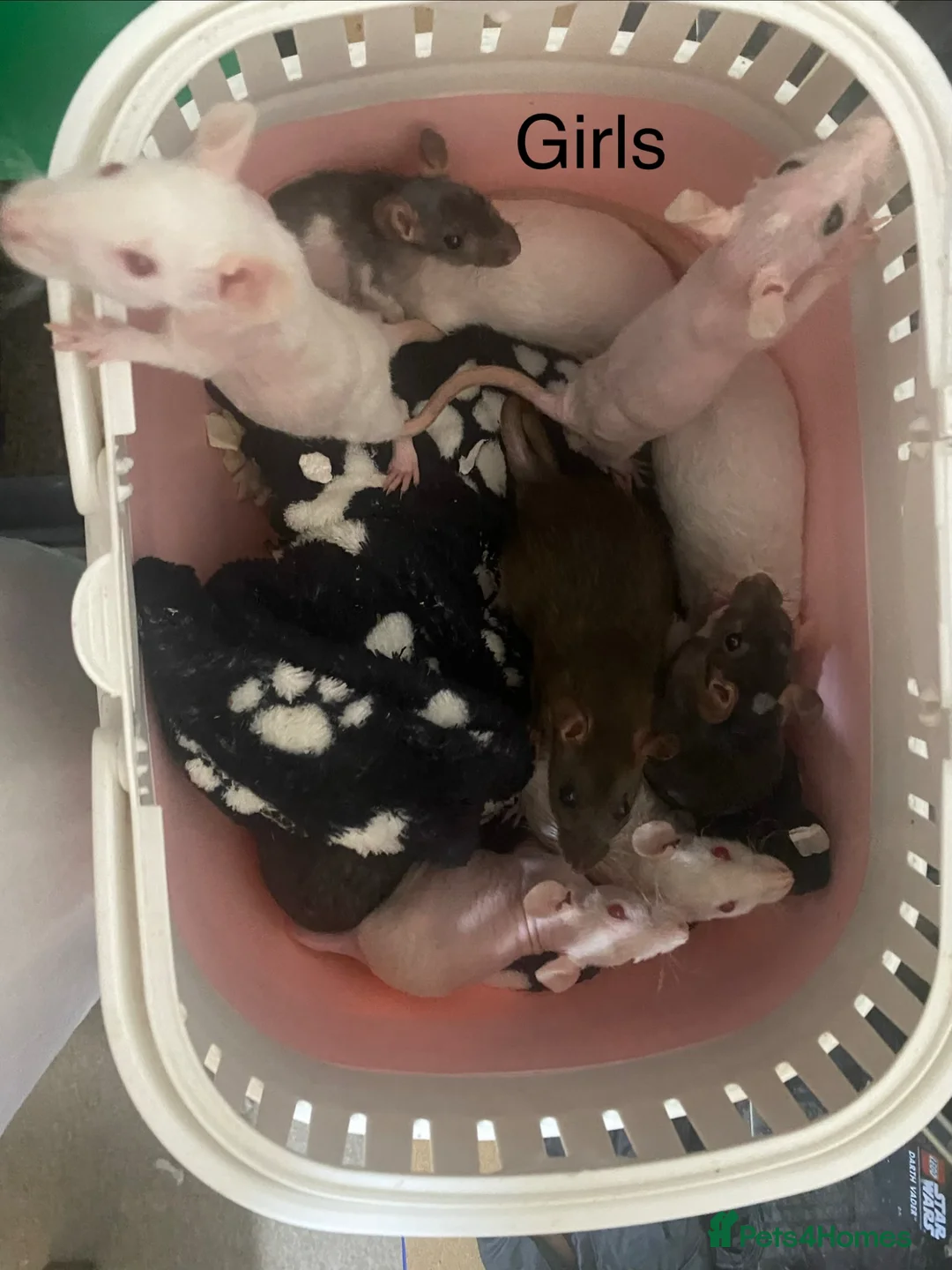 Rat rodents for sale: Rats Male (6) & Female (8) READY NOW - Advert 2