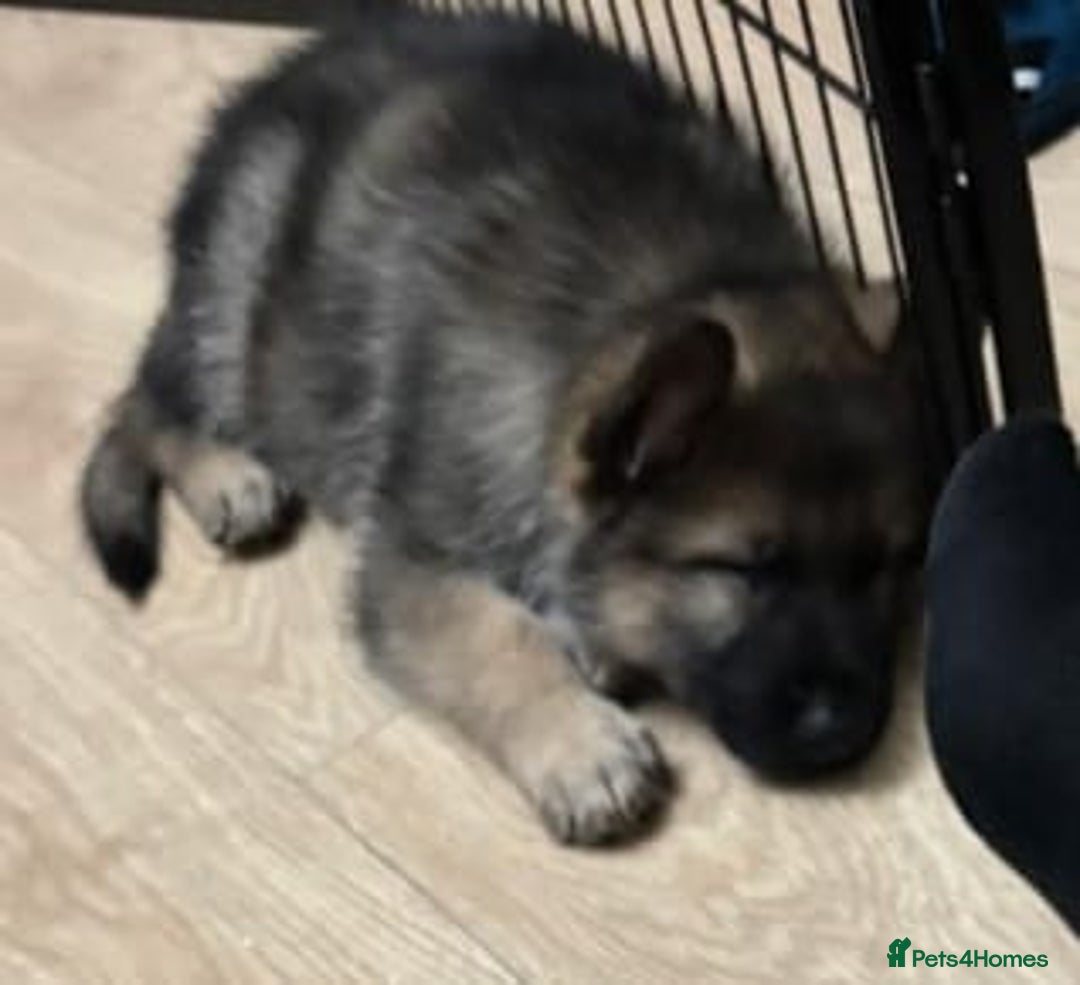 German Shepherd dogs for sale: GERMAN SHEPHERD PUPPY 8 WEEKS - Advert 7