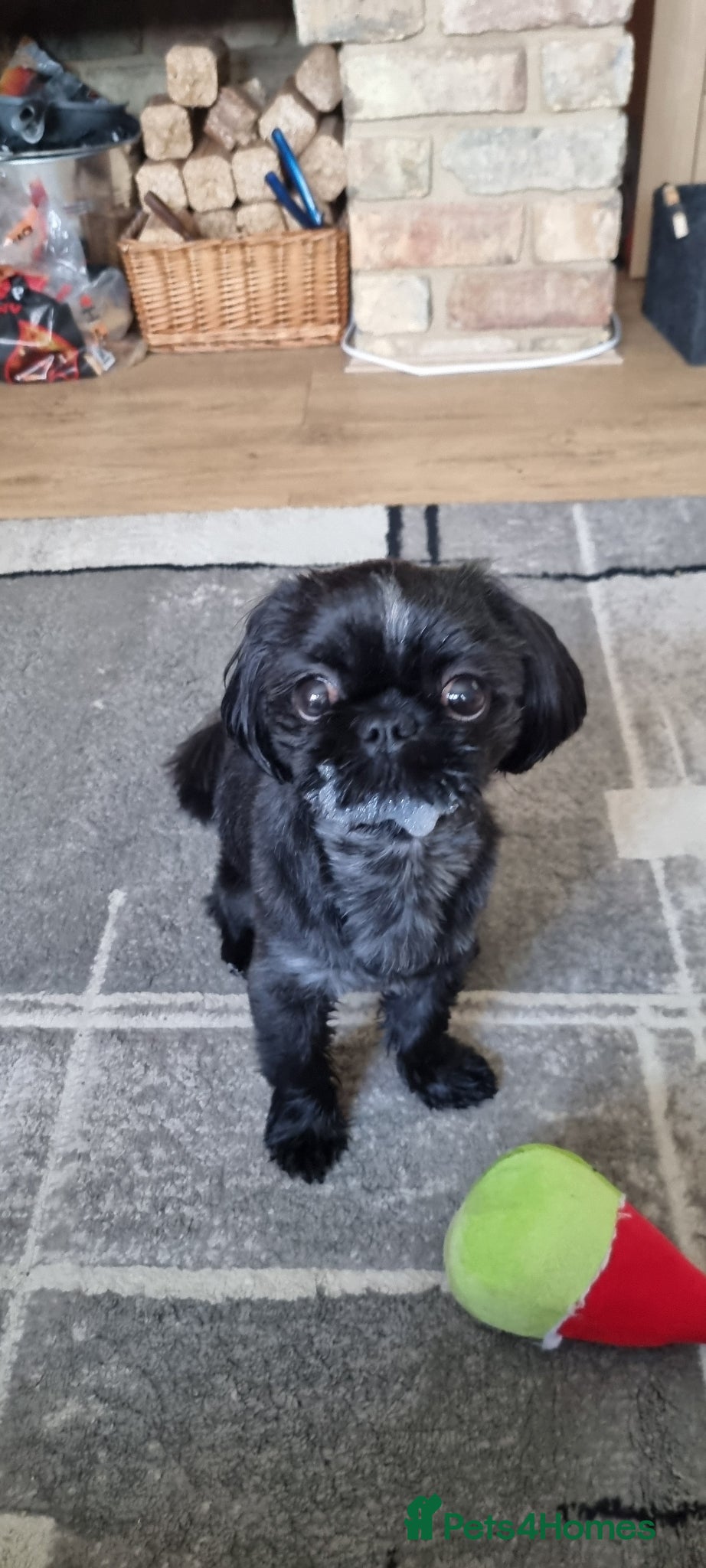 Shih Tzu dogs Shih tzu for sale - Advert 2