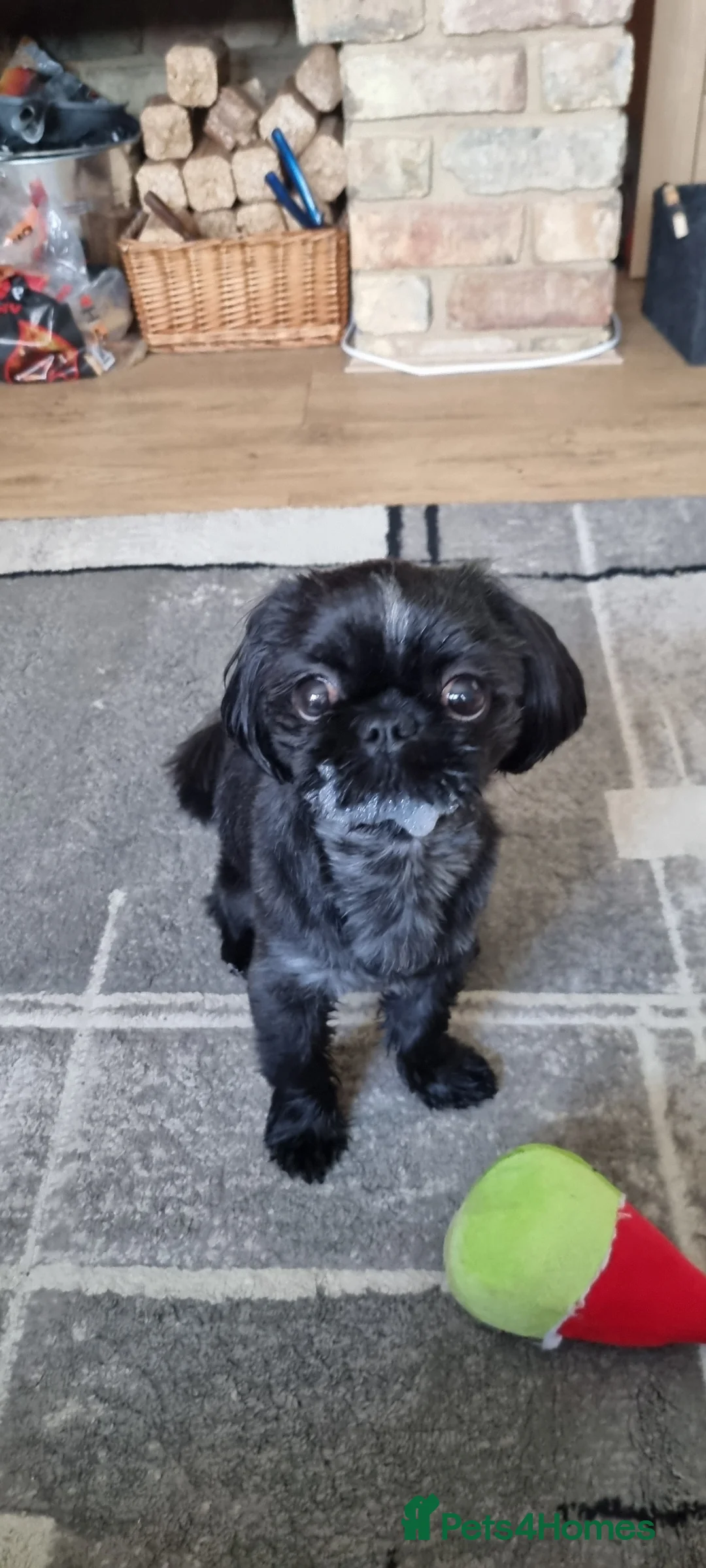 Shih Tzu dogs for sale: Shih tzu for sale - Advert 1