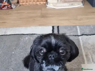 Shih Tzu dogs Shih tzu for sale - Advert 2