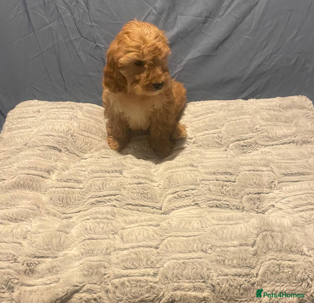 Cavapoo dogs for sale: Cavapoo puppies  - Advert 11