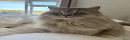 Persian cats for sale: Persian chinchilla cross  in Llanfairpwllgwyngyll - Advert 2