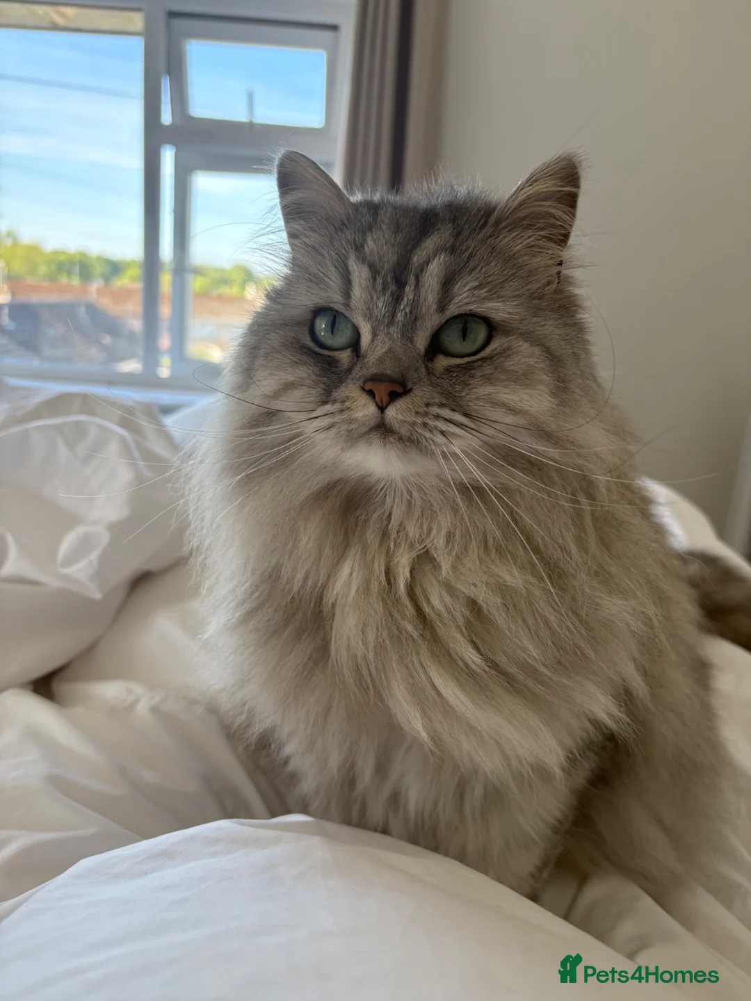 Persian cats for sale: Persian chinchilla cross  in Llanfairpwllgwyngyll - Advert 2