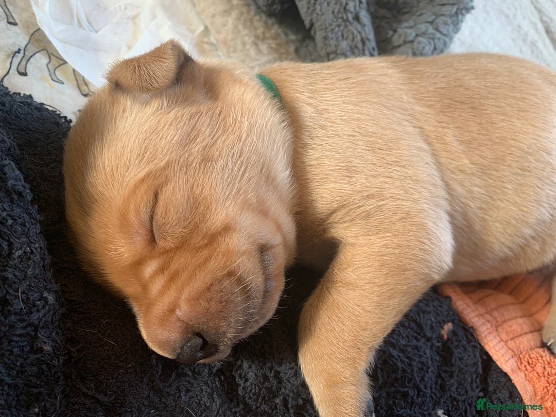 Labrador Retriever dogs for sale: ✨ Stunning 5 Male & 3 Female Fox Red Lab Puppies - Advert 27