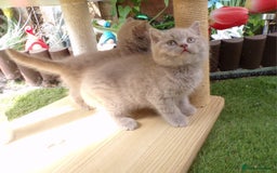 British Shorthair cats for sale: ✨️ Fun Loving Furball BSH Kittens ✨️ - Image 2