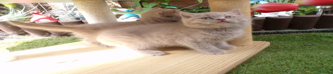 British Shorthair Kitten 1