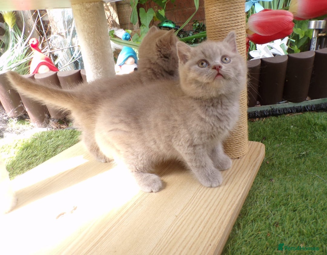 British Shorthair cats for sale: ✨️ Fun Loving Furball BSH Kittens ✨️ - Image 2