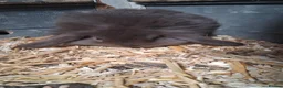 Mini Lion Lop rabbits for sale: Mini lop x lion heads - Advert 14