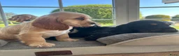 Cocker Spaniel dogs for sale: Quality DNA clear show cocker spaniels  - Advert 21
