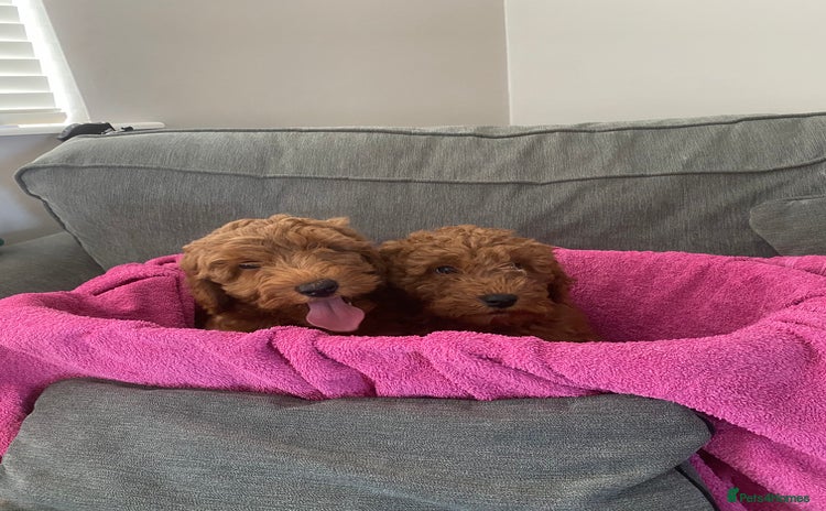 Cockapoo dogs - Advert 2