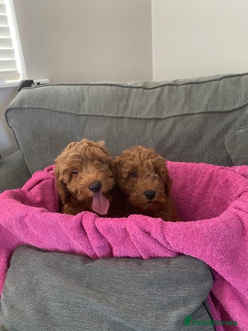 Cockapoo dogs - Advert 2