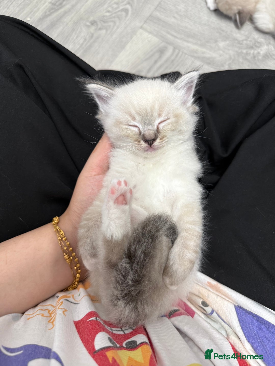 Ragdoll cats for sale: 7 beautiful seal/lynx point ragdoll kittens - Image 13