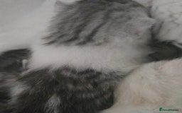 Persian cats for sale: Persian x fluffy kittens  - Image 3