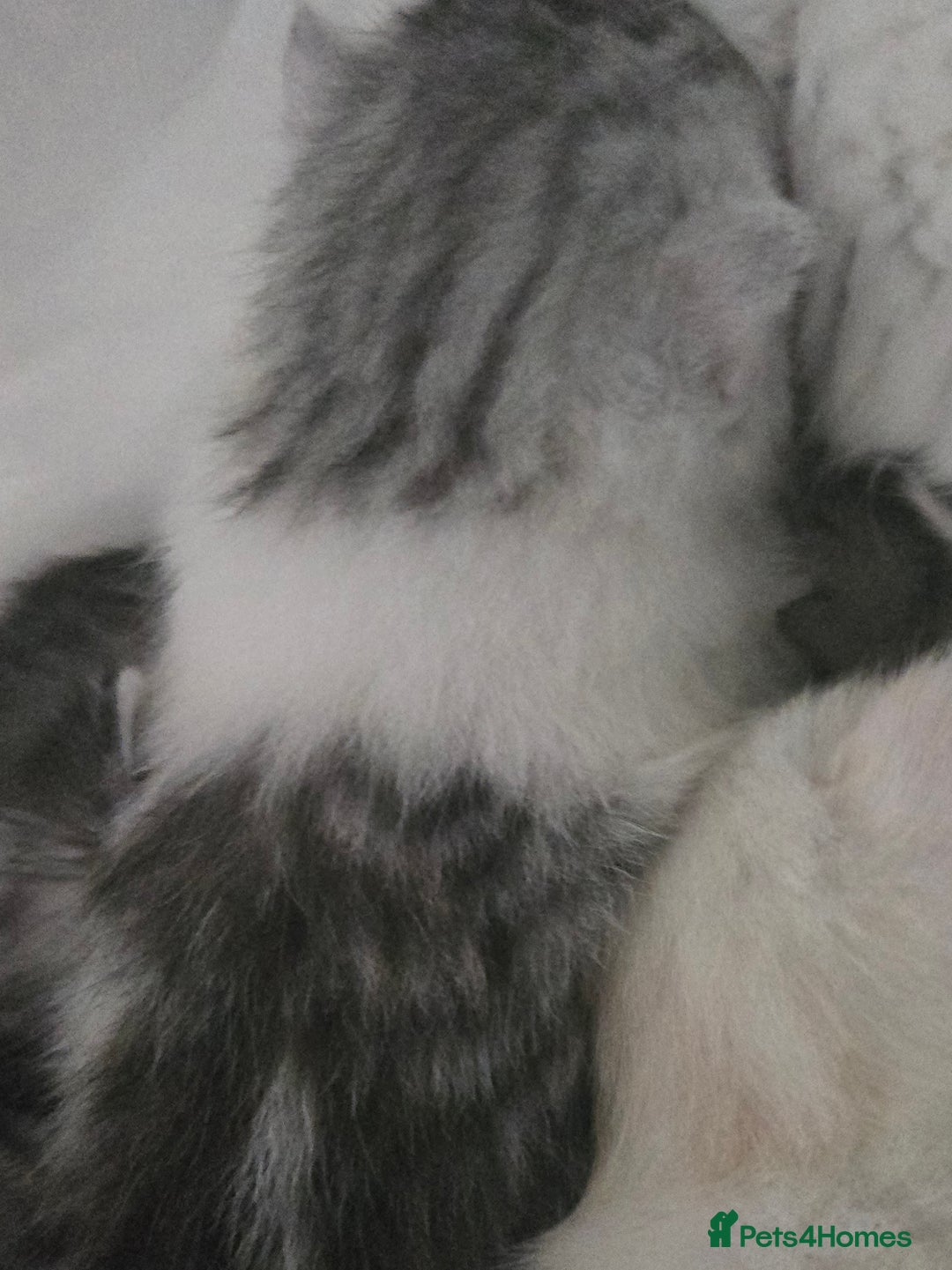 Persian cats for sale: Persian x fluffy kittens  - Image 3