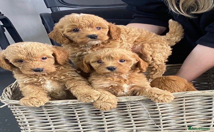 Cavapoo dogs - Advert 5