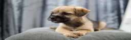 Border Terrier dogs for sale: Border terrier puppies for sale in Ashford - Advert 9