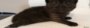 Black British Shorthair 4