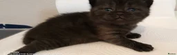 British Shorthair cats for sale: BSH GCCF reg black and blue ready to leave 18 sept - Advert 4
