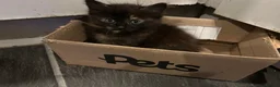 Mixed Breed cats for sale: Kittens for sale  - Advert 11