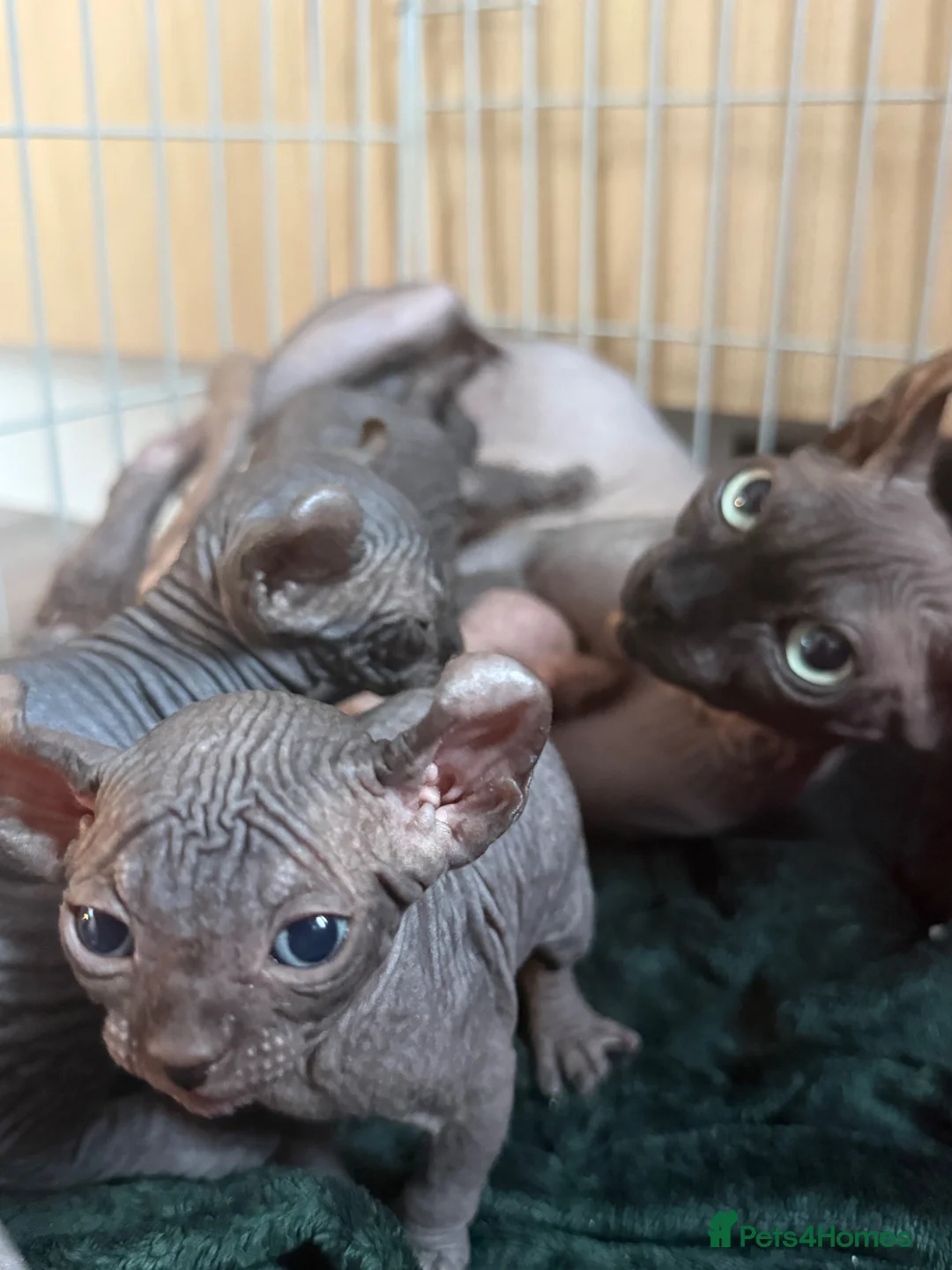 Sphynx cats for sale: Beautiful Canadian Sphynx  - Advert 2
