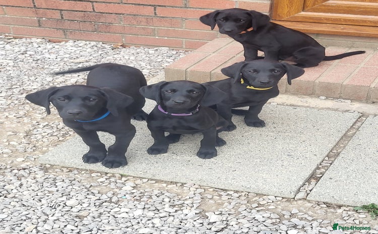 Labrador Retriever dogs - Advert 3
