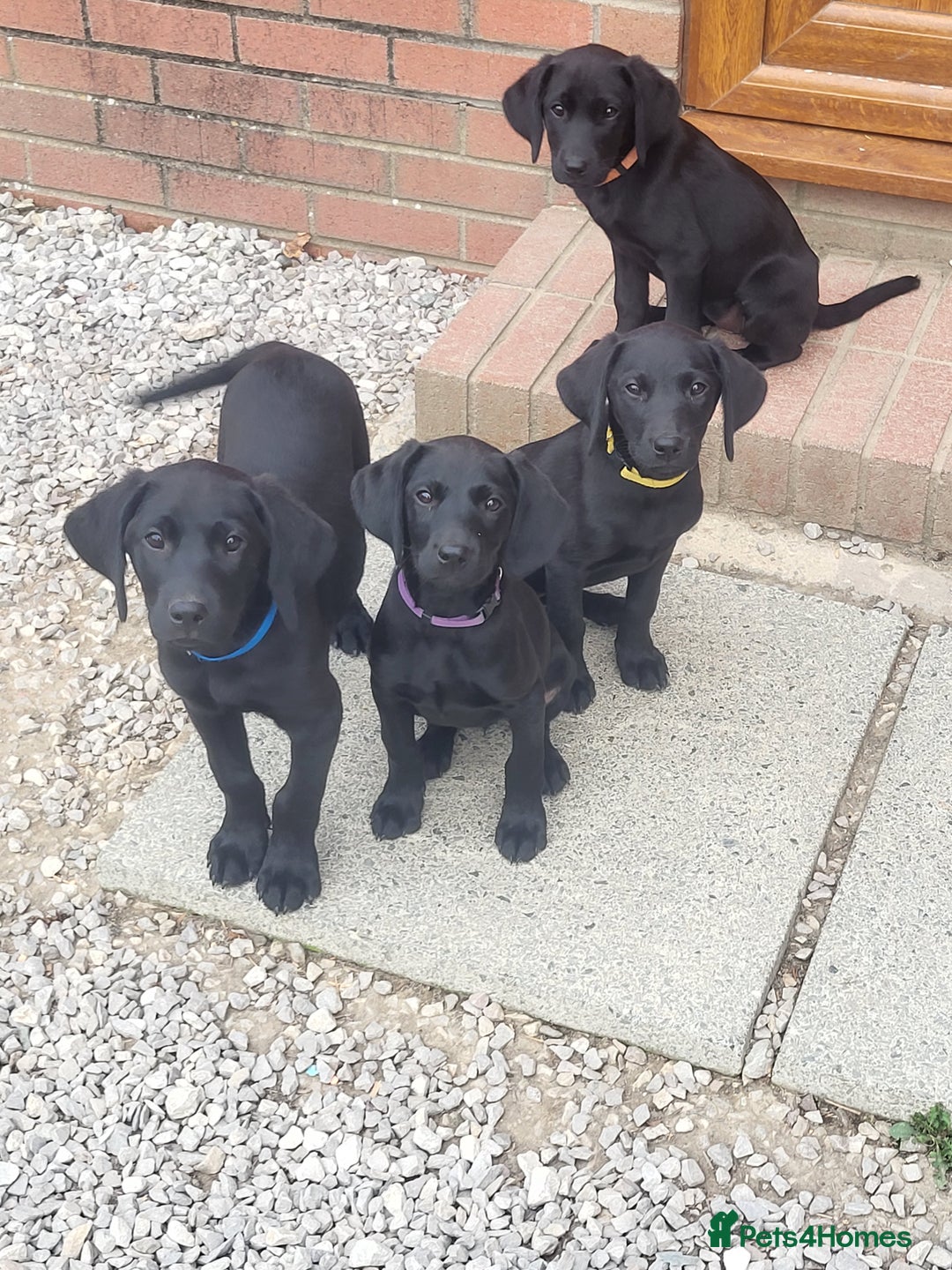 Labrador Retriever dogs for sale: Working labrador puppies  - Image 1