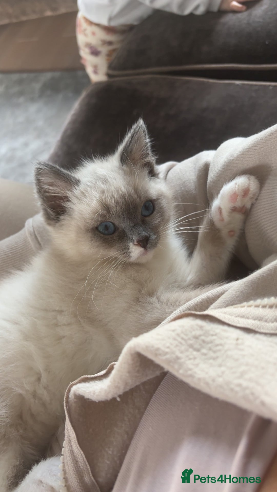 Ragdoll cats for sale: Ragdoll Kitten  - Advert 4