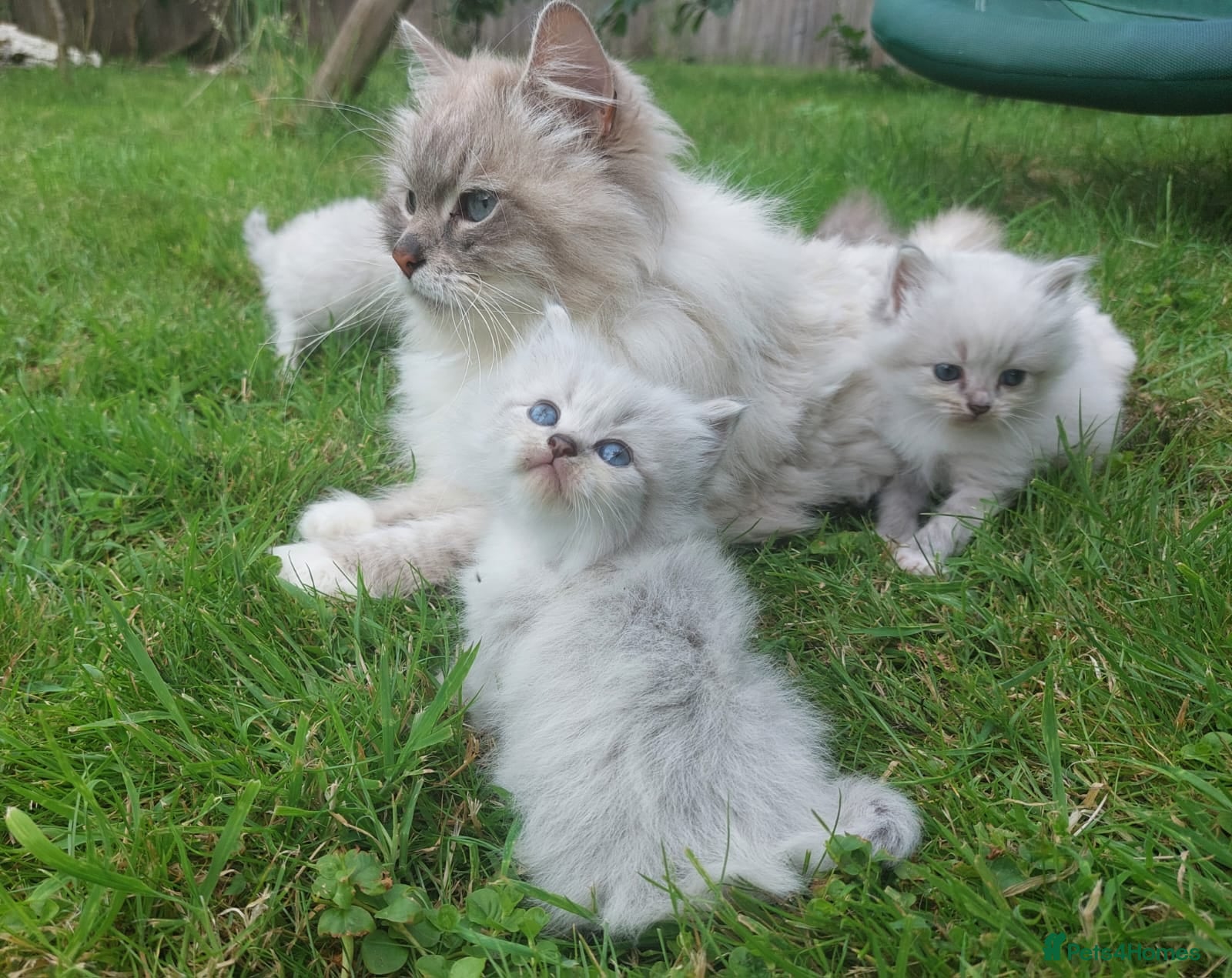 Siberian cats Exceptional TICA Pedigree Siberian kittens - Advert 1